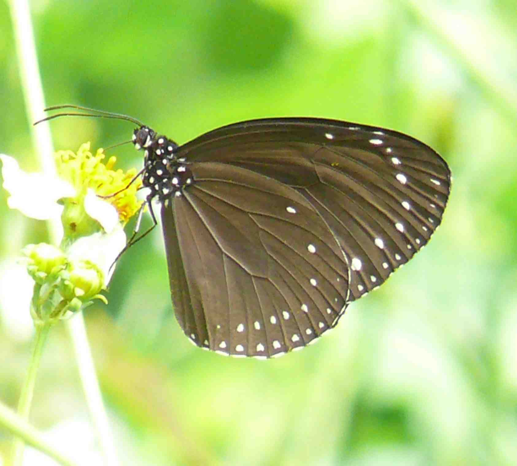 Euploea tulliolus koxinga Euploea tulliolus koxinga